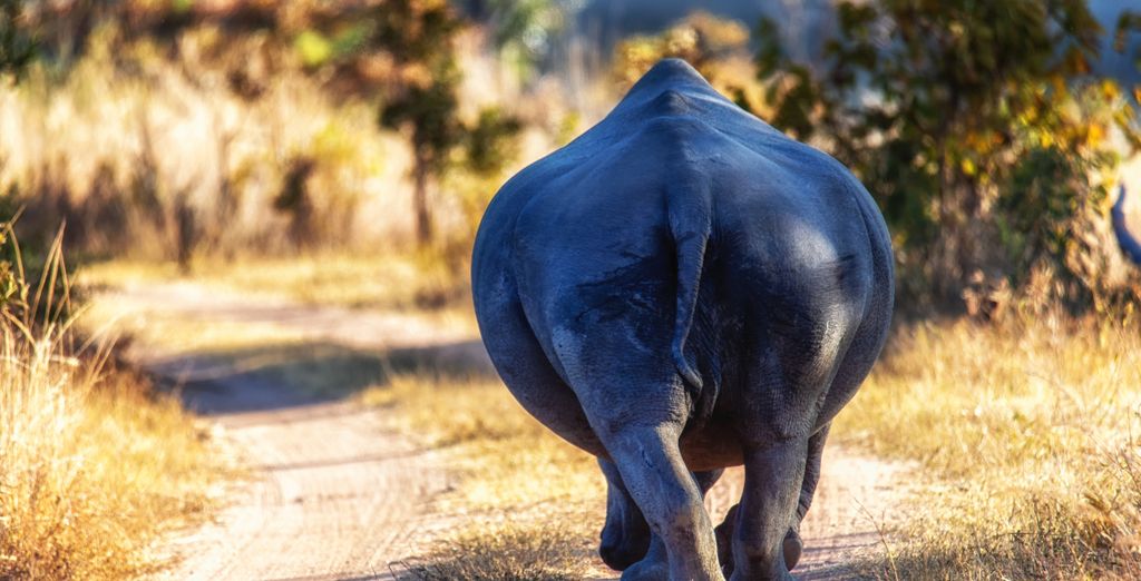 African Rock Hotel & Spa 5* con possibile estesnione al Makweti Safari Lodge 5*