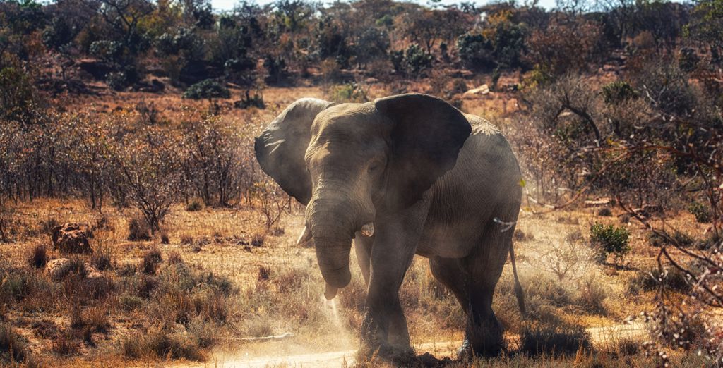 African Rock Hotel & Spa 5* con possibile estesnione al Makweti Safari Lodge 5*
