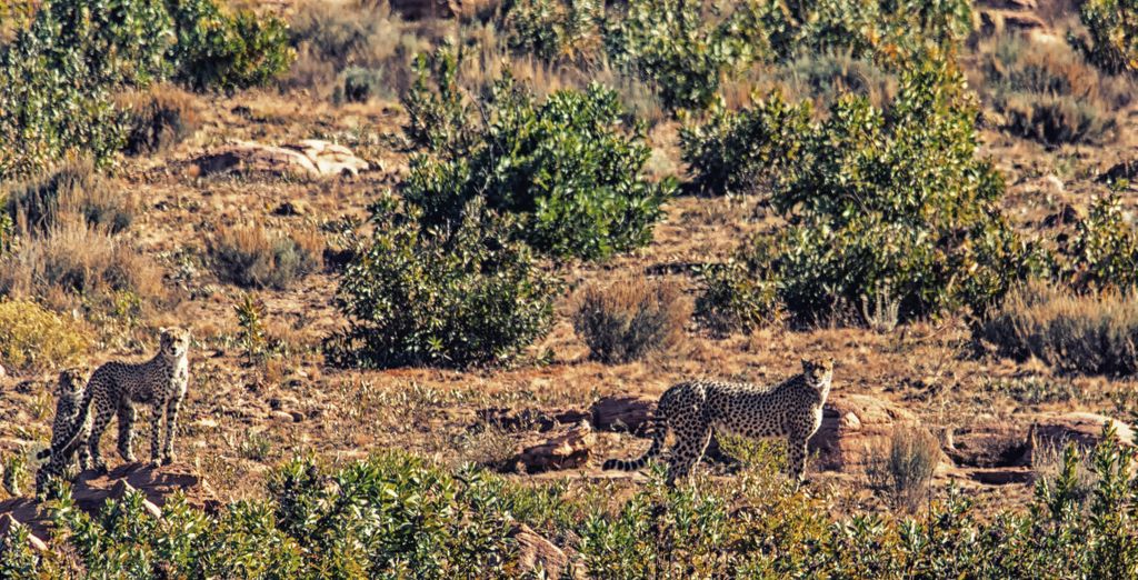 African Rock Hotel & Spa 5* con possibile estesnione al Makweti Safari Lodge 5*