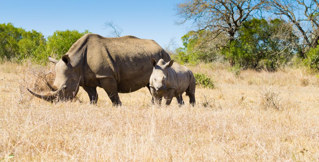 Autotour: Scoperta dei Big 5 con possibile estensione a Mauritius