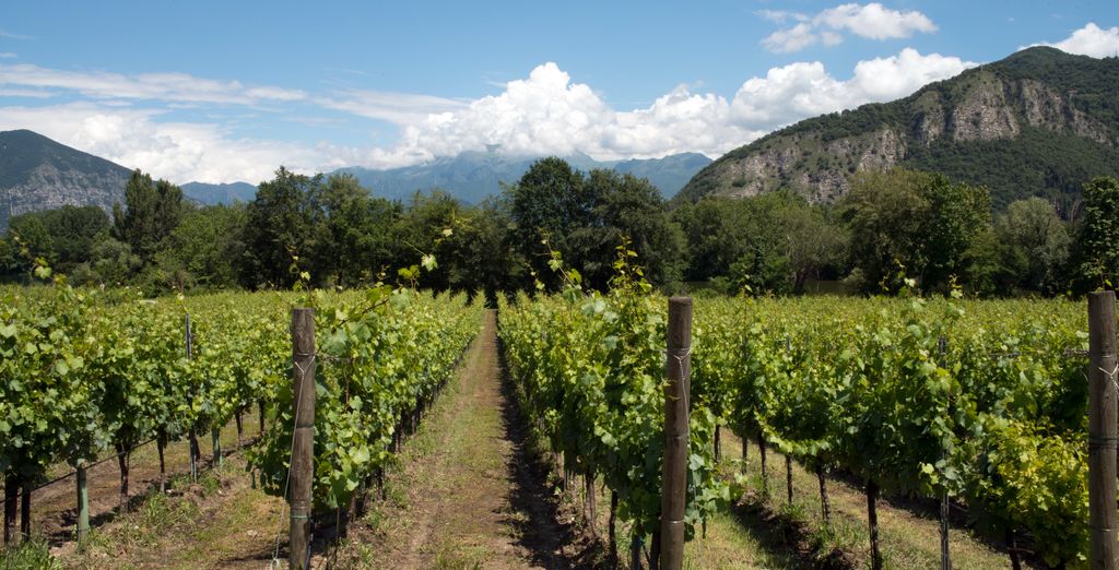 Tour in libertà: I percorsi del vino 