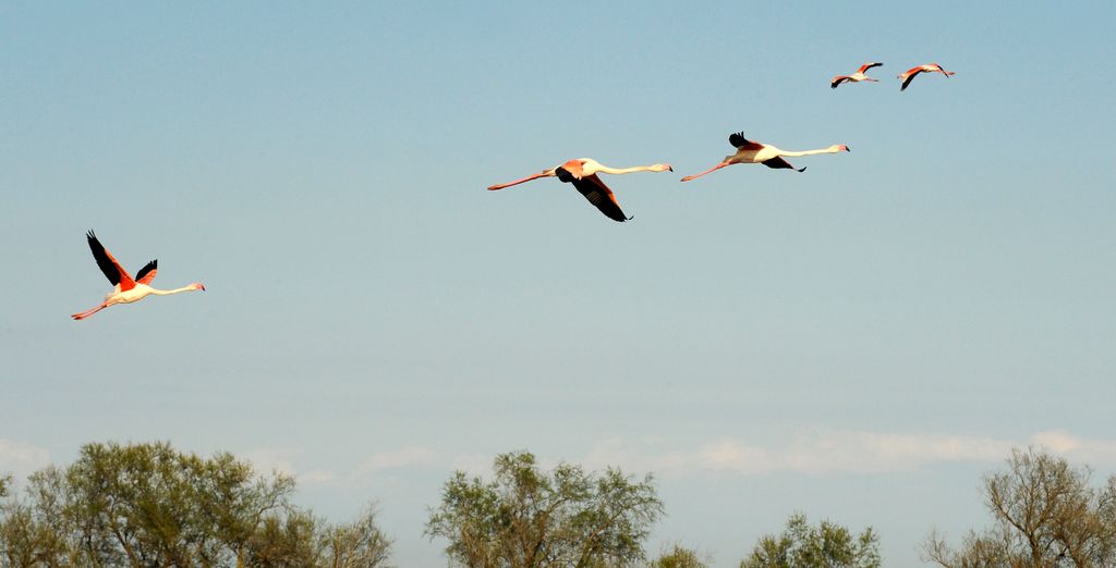 L'Estelle En Camargue 5*