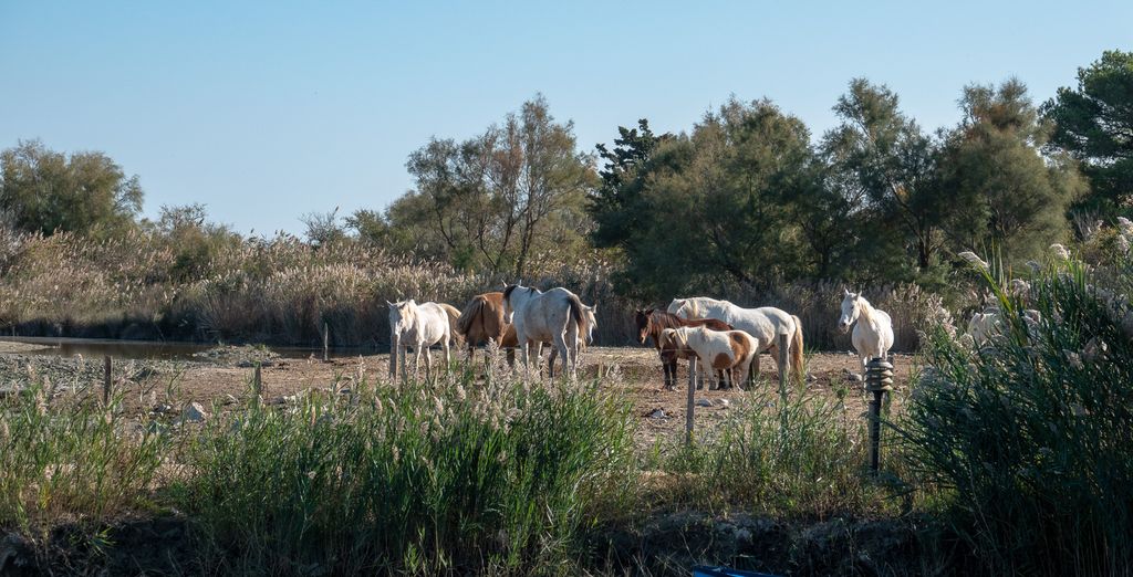 L'Estelle En Camargue 5*
