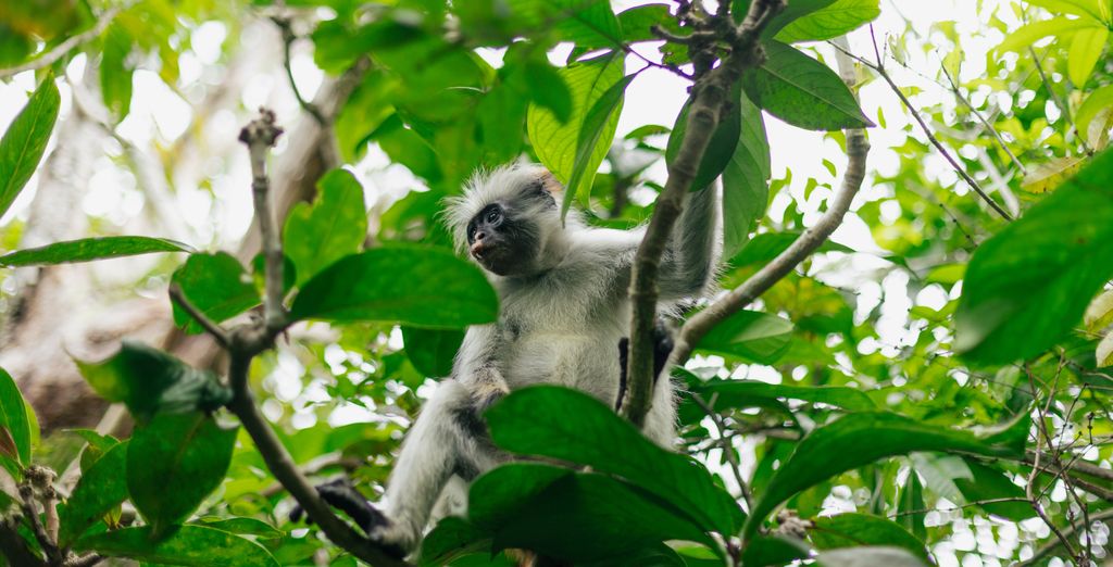 Safari da 3 a 5 notti con estensione al The One Resort Zanzibar 4*