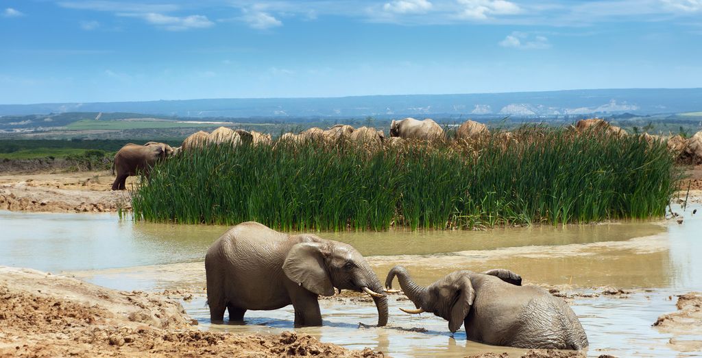 Kloof Street Hotel 4* con possibile estensione al Pan African Safari Lodge