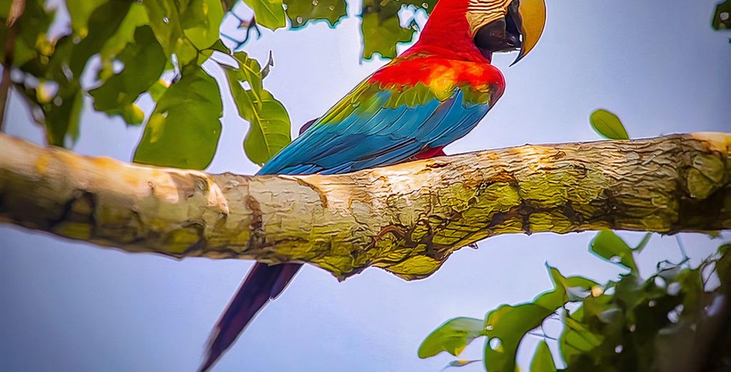 Autotour : Pura Vida au Costa Rica
