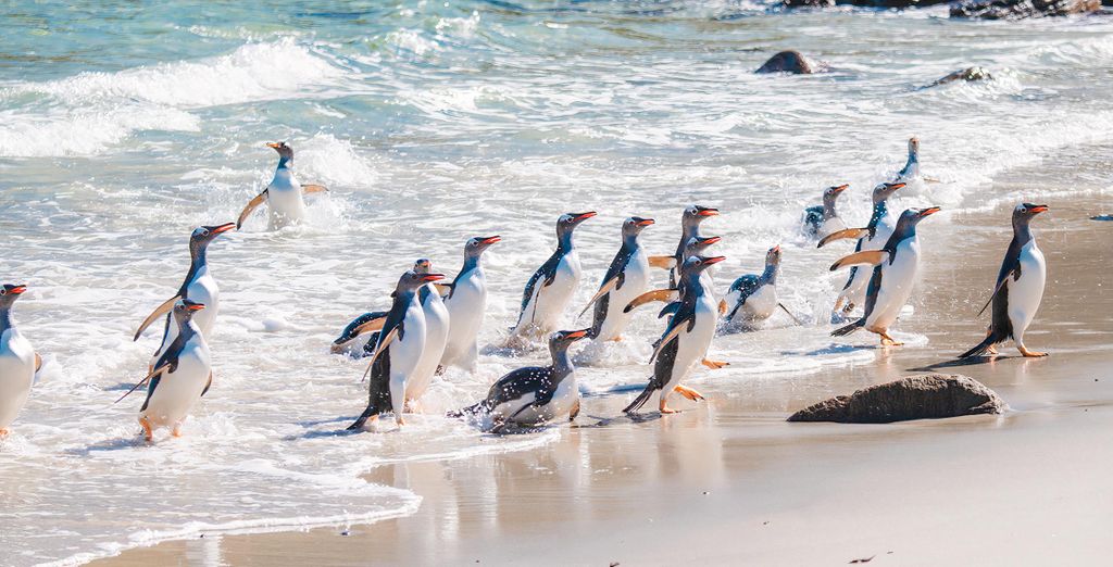 Crociera Ponant: Dalle Isole Falkland all'Antartide