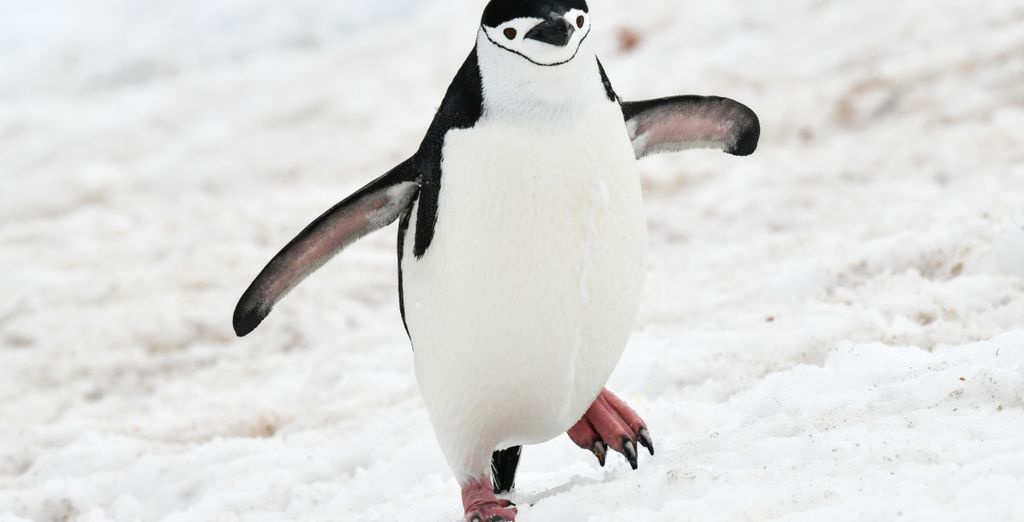 Crociera Ponant: Dalle Isole Falkland all'Antartide