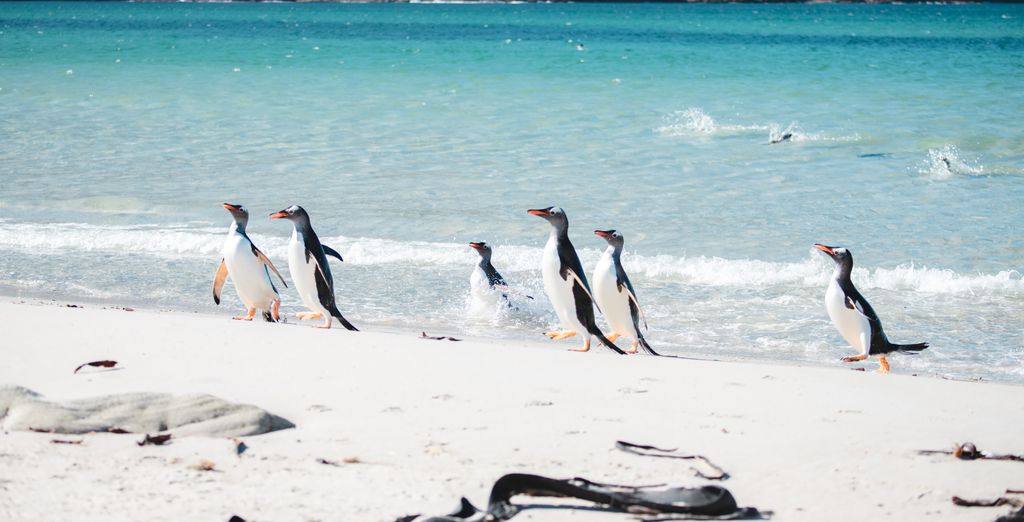 Crociera Ponant: Dalle Isole Falkland all'Antartide