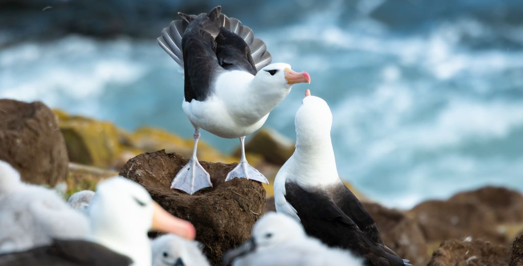 Crociera Ponant: Dalle Isole Falkland all'Antartide