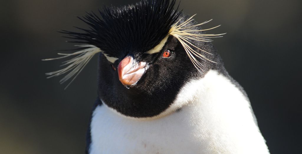 Crociera Ponant: Dalle Isole Falkland all'Antartide