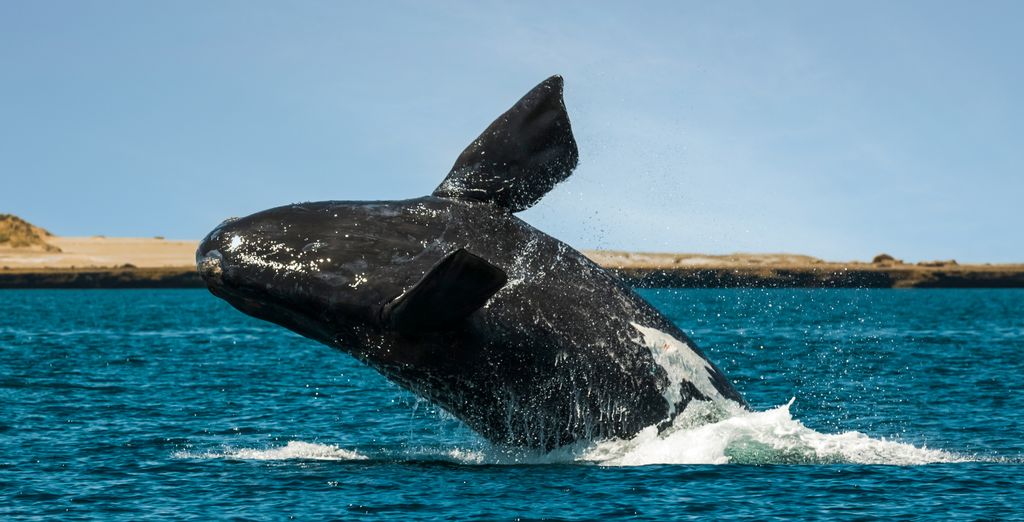 10 Night Private Tour Around Patagonia