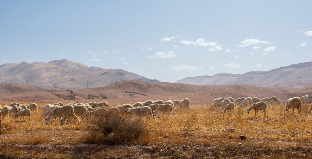 Tour di gruppo: I tesori del Paese tra città e deserto