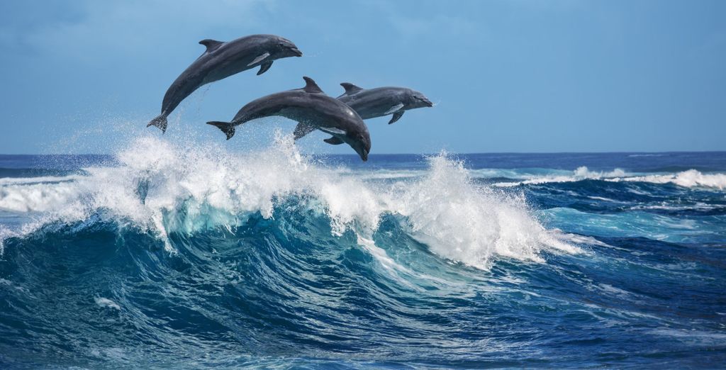 D&eacute&nbsp;;couverte d’Oman et IntercityHotel Muscat 4*&nbsp;