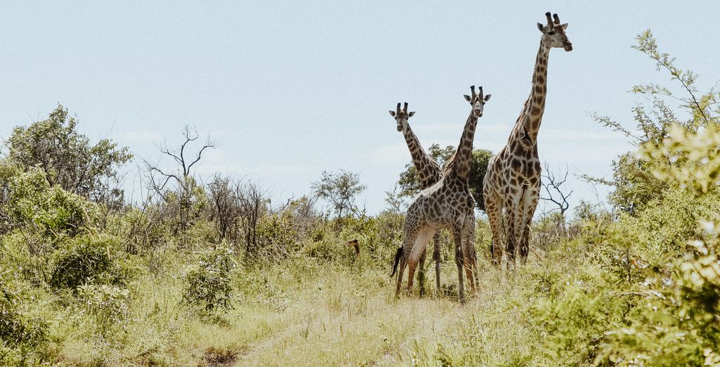 Unyati Safari Lodge