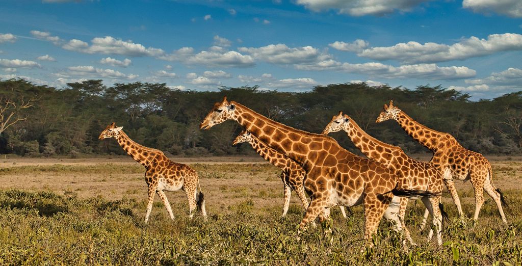 Neptune Paradise Beach Resort & Spa 4* ed eventuale safari
