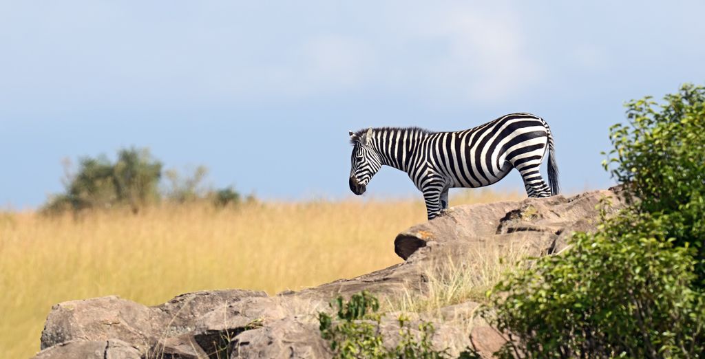 Neptune Paradise Beach Resort & Spa 4* ed eventuale safari