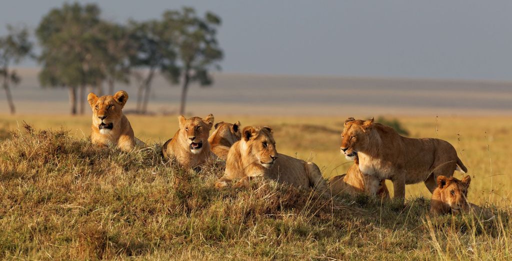 Neptune Paradise Beach Resort & Spa 4* ed eventuale safari