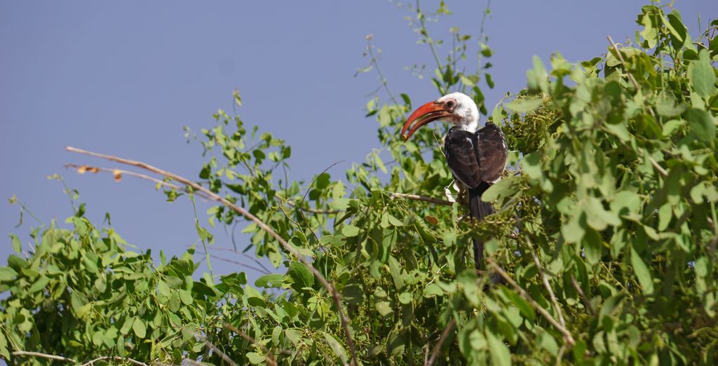 Mida Creek Hotel e safari nei Parchi Nazionali