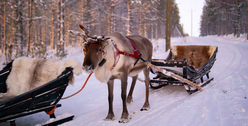 4 or 7 Nights: Magical Winter in Lapland