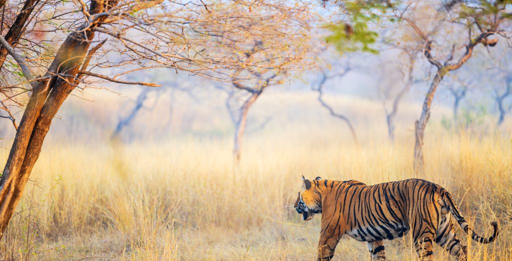 Tour privato: Il meglio del Rajasthan