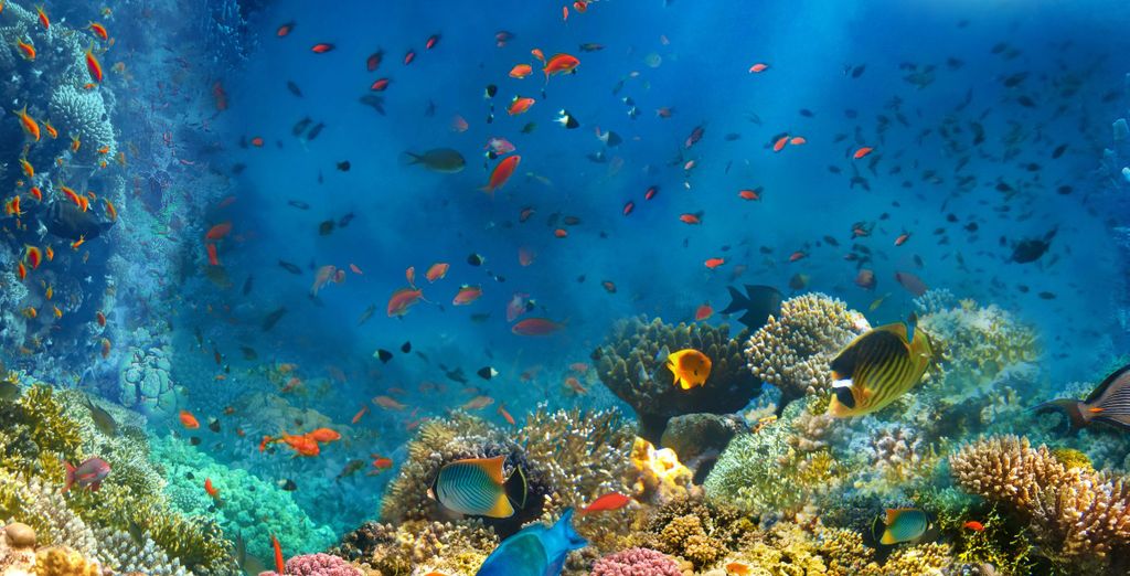 Sheraton Sharm Hotel Resort Villas & Spa 5*