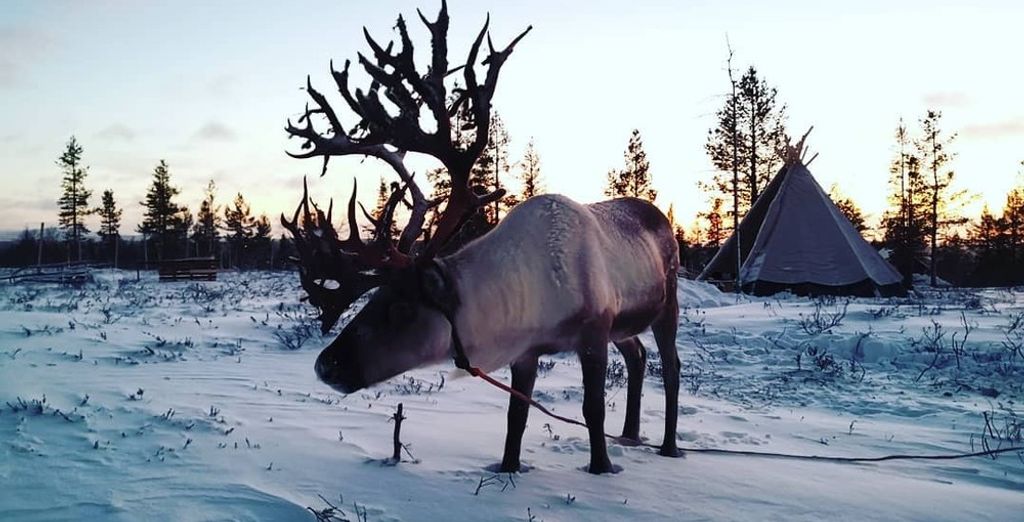 Soggiorno multiattività: Nordic Lapland Resort 