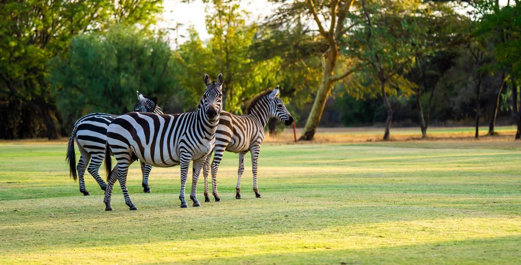 Pinewood Beach Resort & Spa 4* e Safari da 1 a 4 notti