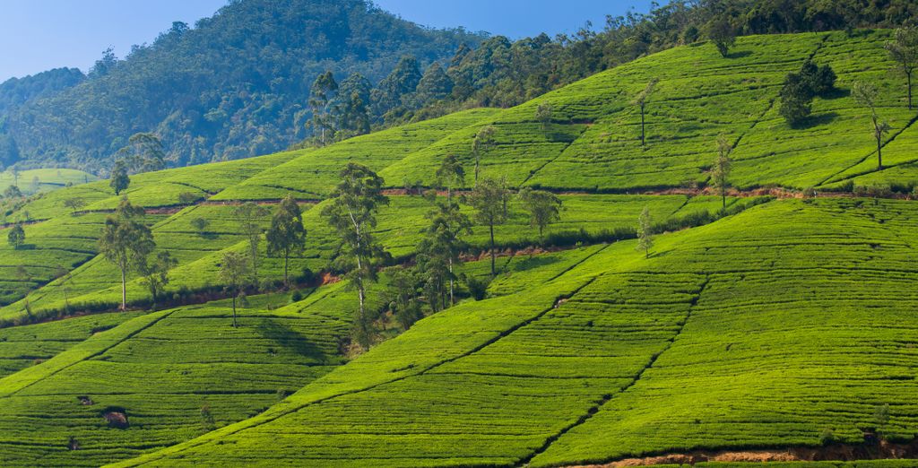 Tour privato: I colori dello Sri Lanka