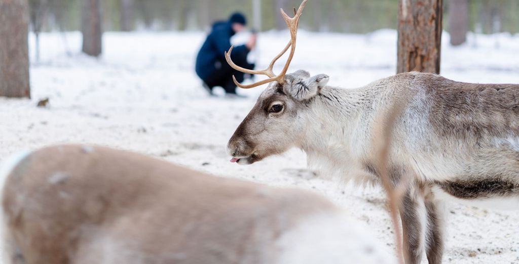 Soggiorno multiattività: Nordic Lapland Resort 