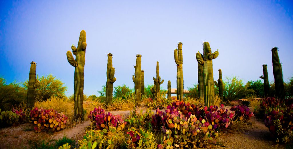 Tour in auto: Viaggio lungo la Route 66