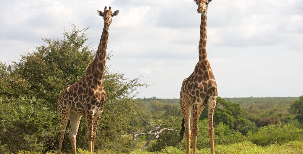 Skukuza Safari Lodge con estancia en Johannesburgo