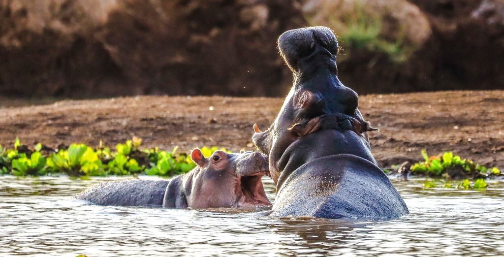 Skukuza Safari Lodge con estancia en Johannesburgo