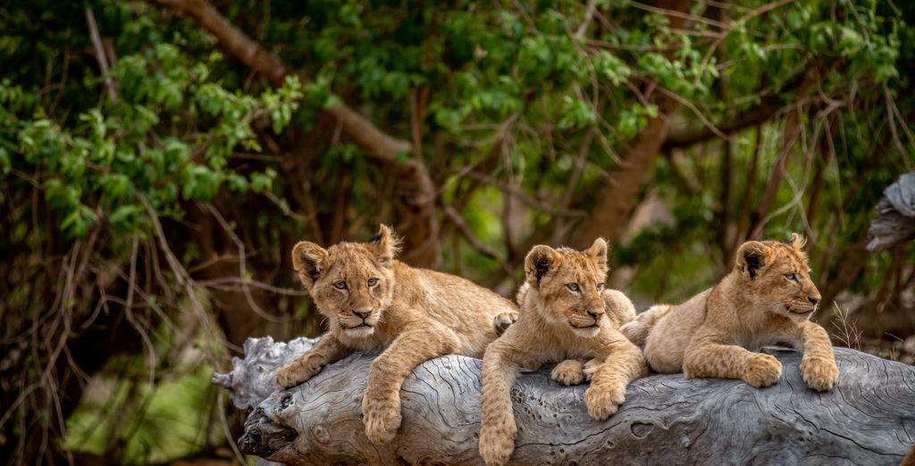 Skukuza Safari Lodge con estancia en Johannesburgo