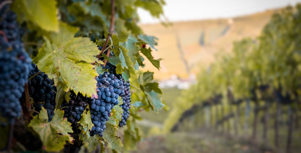 Borgo Condé Wine - Resort 4*