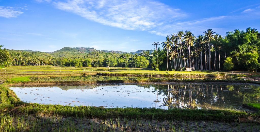 Tour privato: L'arcipelago delle Visayas tra natura e benessere