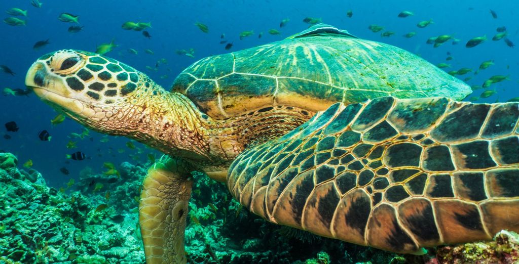 Tour privato: L'arcipelago delle Visayas tra natura e benessere