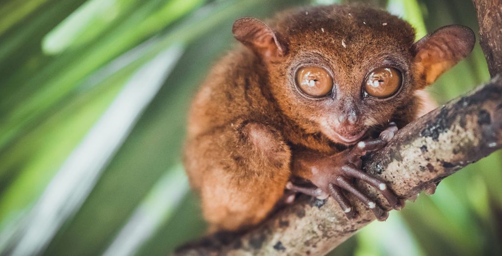 Tour privato: L'arcipelago delle Visayas tra natura e benessere