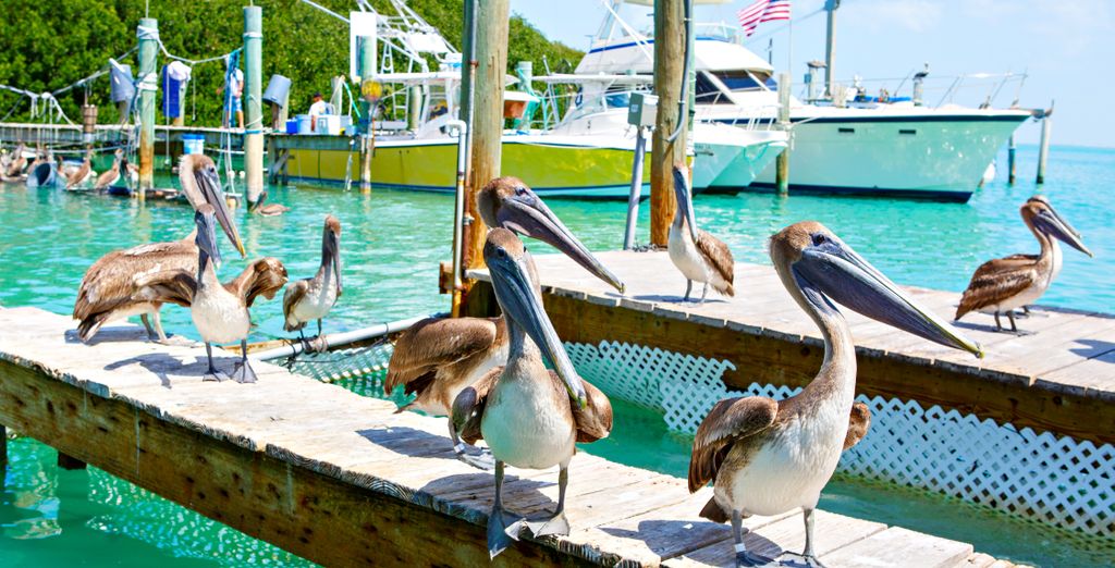 Autotour: Alla scoperta della Florida