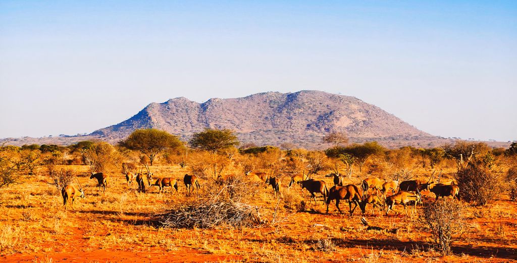 Leopard Beach Resort and Spa 5* con possibile safari
