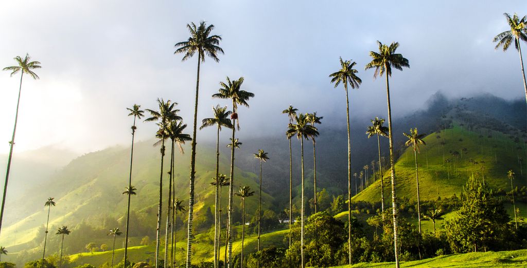 Circuito privado por Colombia y la región cafetera en 7 noches