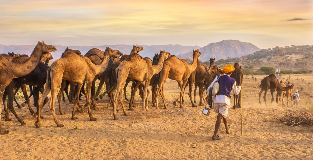 Tour privato: Scoperta del Rajasthan in hotel di lusso