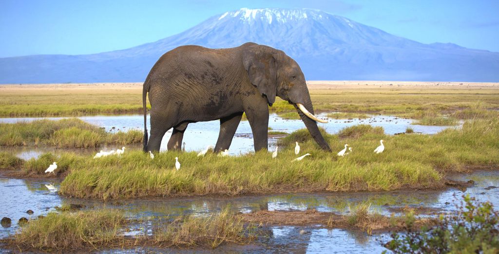 Voyager Beach Resort 4* e Kizingo Eco Lodge 4* con safari opzionale