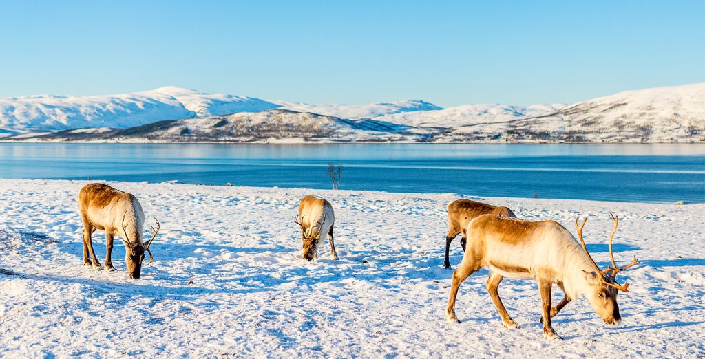 Northern Lights Lodge con possibile pre-estensione al Story Hotel Riddargatan - JDV by Hyatt 4*
