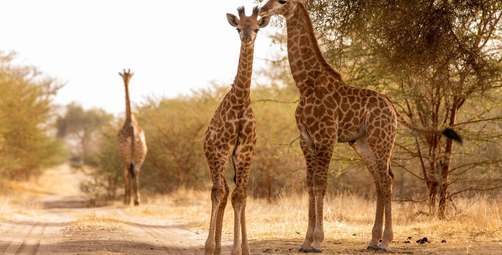Circuito en grupo: Senegal auténtico en 7 noches con extensión opcional al Hotel Royam 4*
