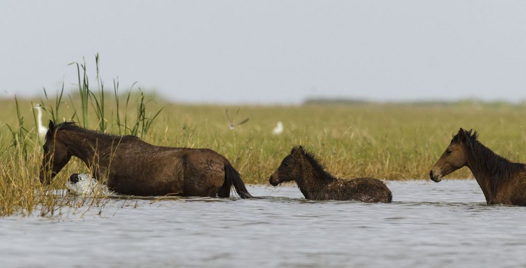 Circuito en grupo: Senegal auténtico en 7 noches con extensión opcional al Hotel Royam 4*