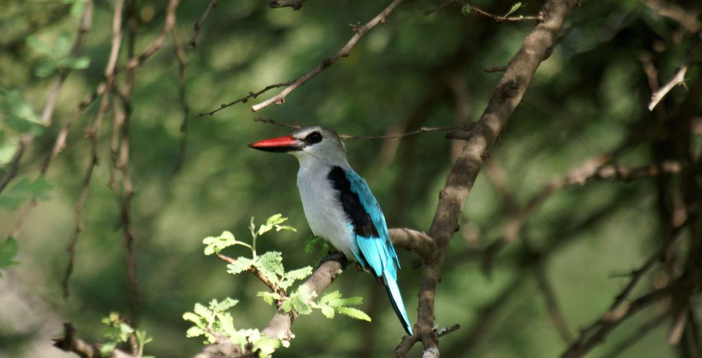 Circuito en grupo: Senegal auténtico en 7 noches con extensión opcional al Hotel Royam 4*