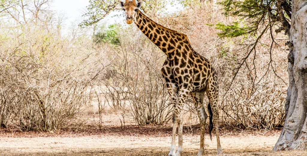 Circuito en grupo: Senegal auténtico en 7 noches con extensión opcional al Hotel Royam 4*
