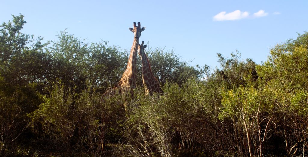 Kholiwe on Kruger Lodge 4*
