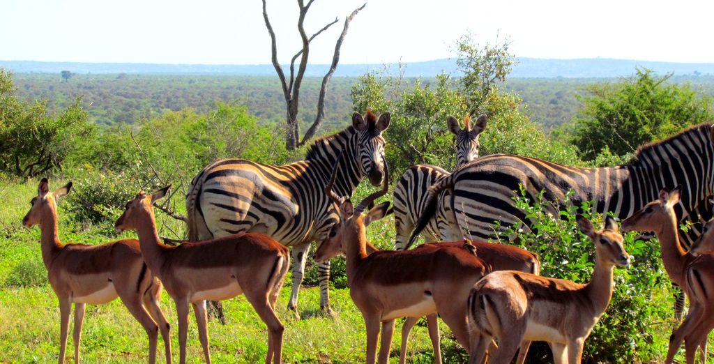 Kholiwe on Kruger Lodge 4*
